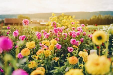 Eco-Friendly Flower Delivery: How BC Blooms Makes a Difference
