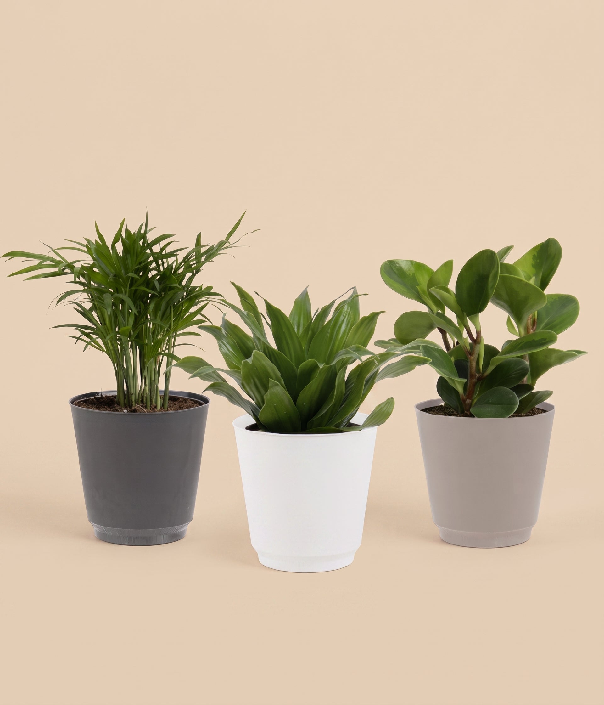 Variety Pack Of Exotic Tropical Houseplants Blooms