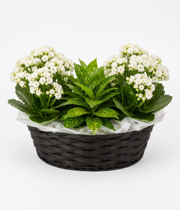 Elegant Snow Flowering Basket