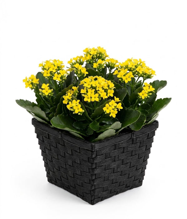 Kalanchoe Trio Basket