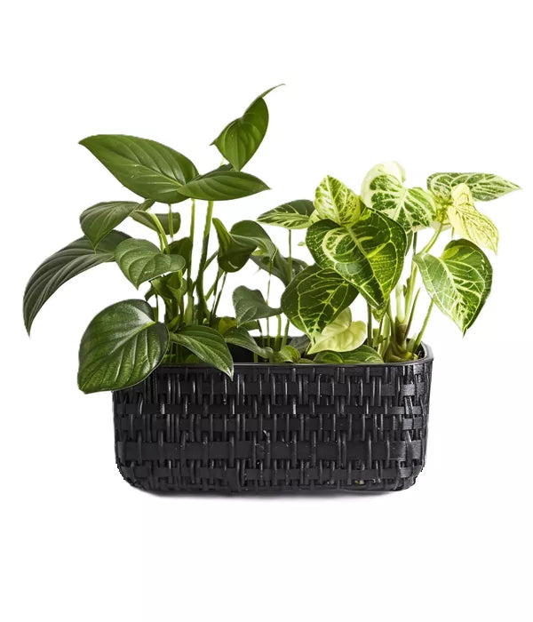 Tropical Plants Duo Bouquet
