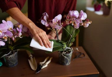 How to Keep Flowers Fresh Longer: Simple Care Tips