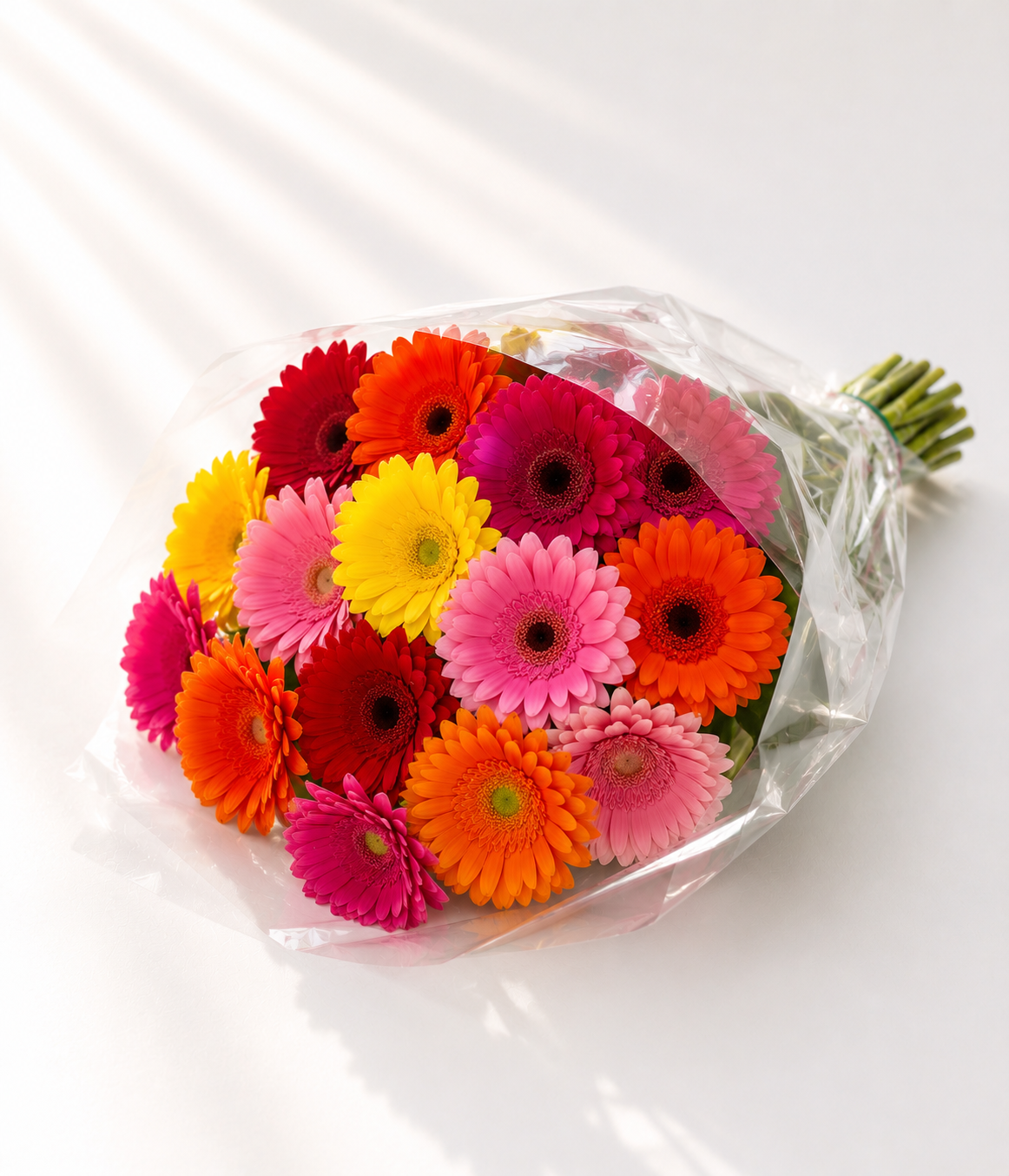 Vibrant Rainbow Gerbera Daisy Flower For All Occasions Blooms