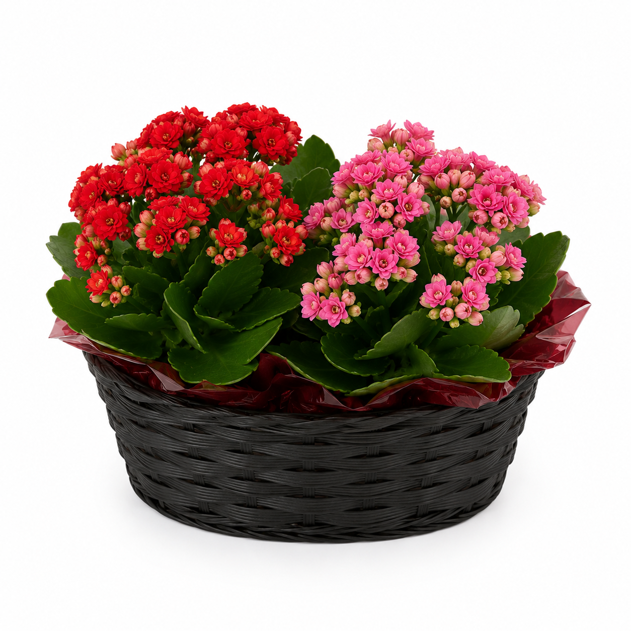 Kalanchoe Plant Duo Blooms