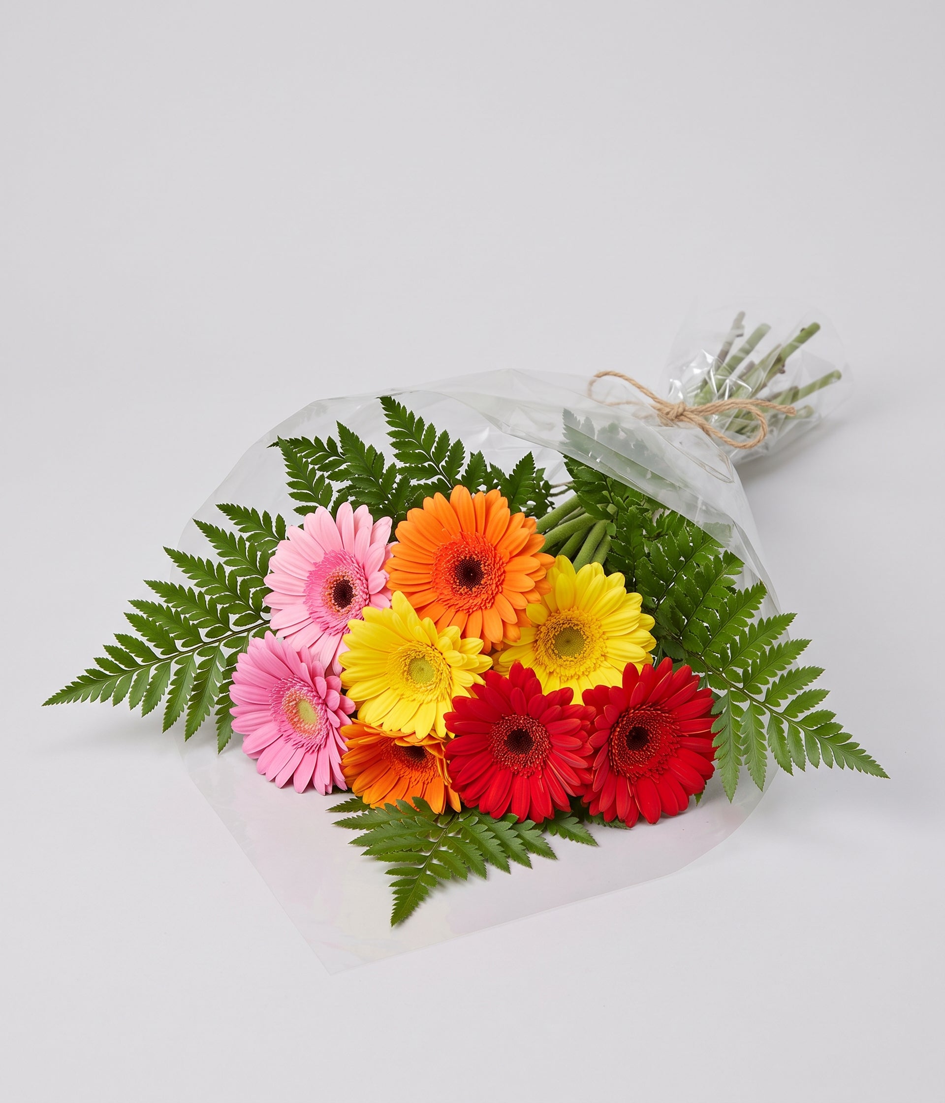 Bright Fun Gerbera Blooms