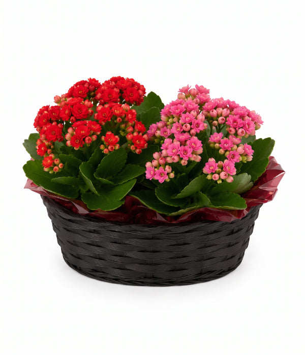 Kalanchoe Plant Duo