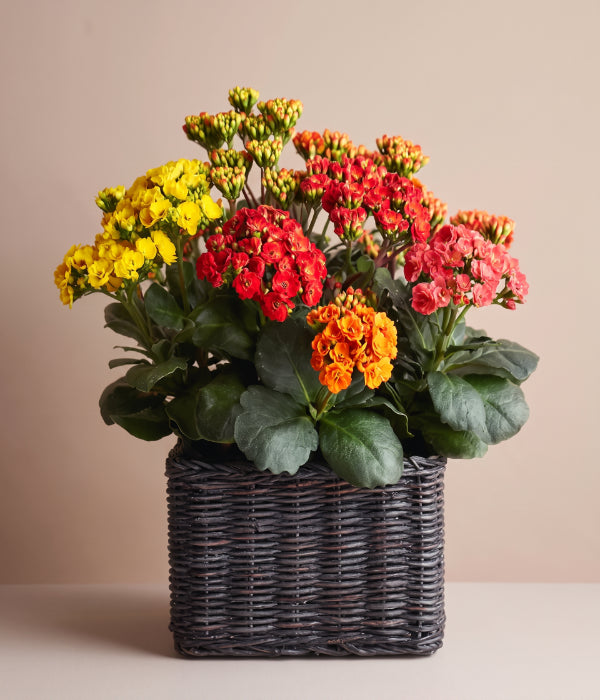室内植物花盆篮 1