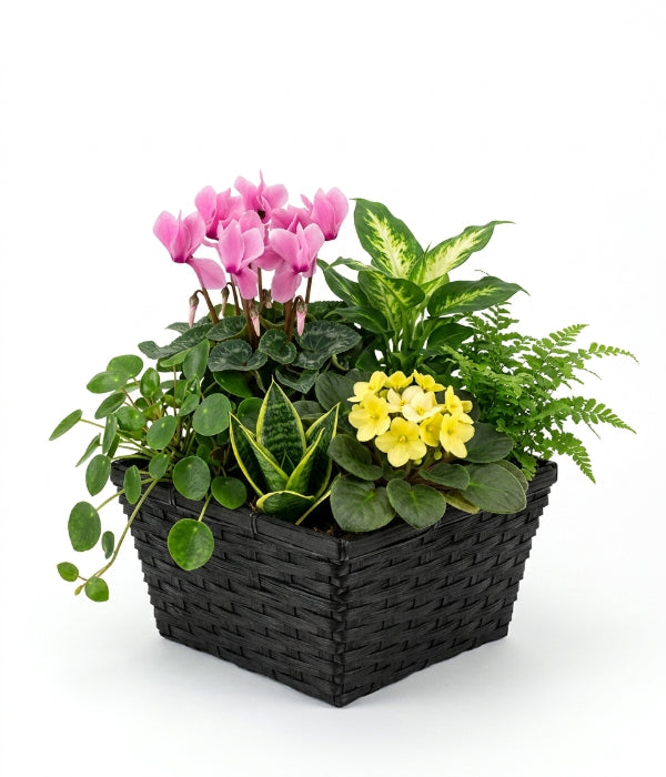 Plante d'intérieur Panier 2 Bouquets