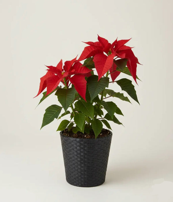 2 petits poinsettias dans un panier
