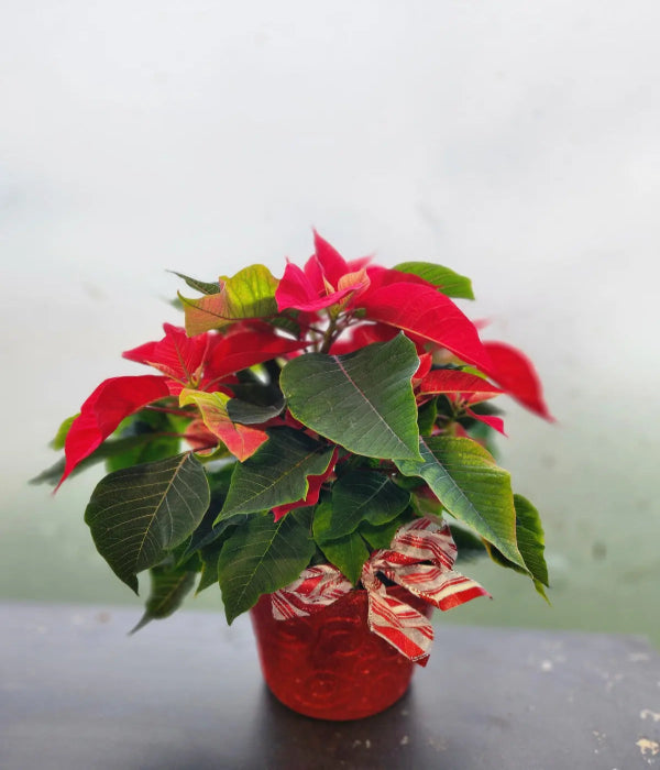 Bocal De Flocons De Neige – Composition Florale