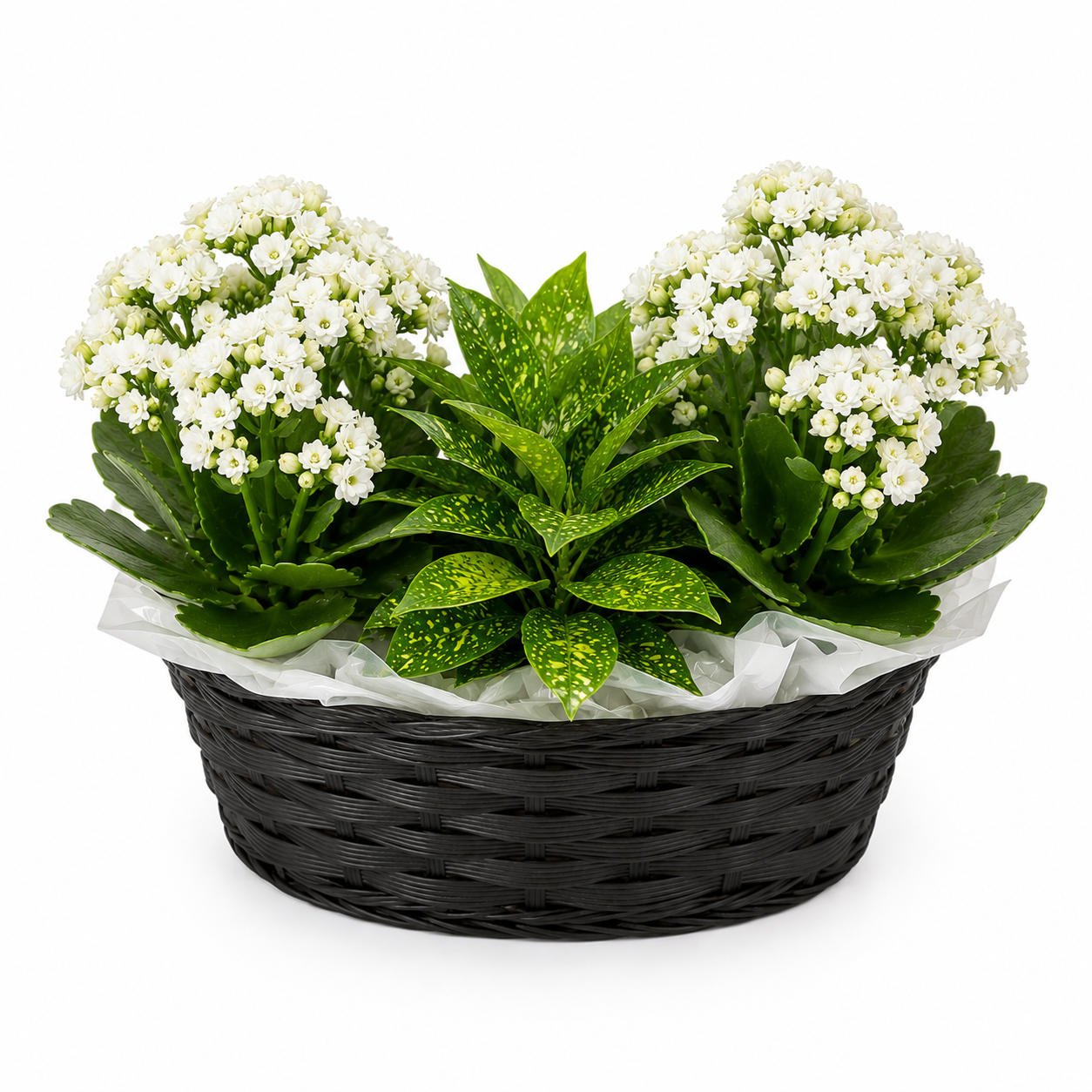 Elegant Snow Flowering Basket Blooms